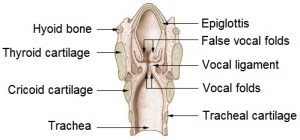 Illu_larynx