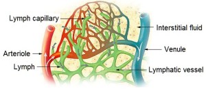 Illu_lymph_capillary