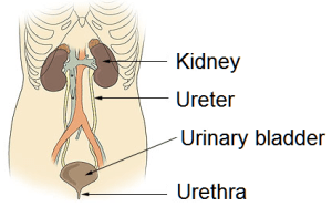 Illu_urinary_system_neutral