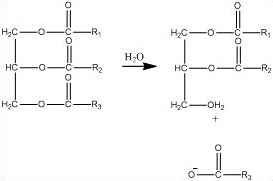 Lipid_hydrolysis