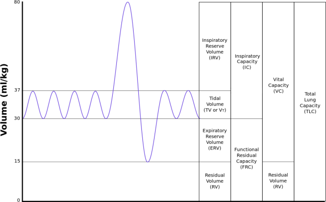 Lungvolumes_Updated