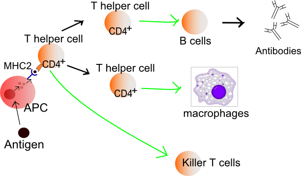 Lymphocyte_activation_simple