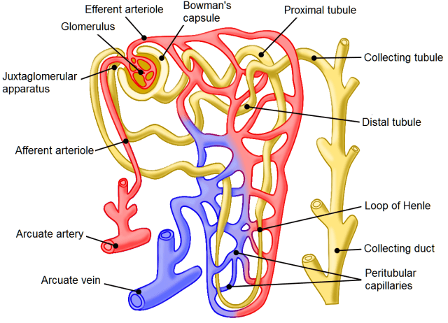 Nephron_illustration.svg