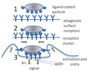 Phagocytosis_in_three_steps