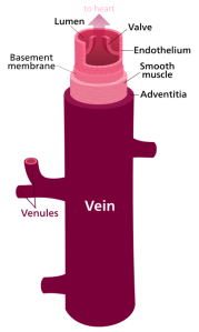 Vein.svg