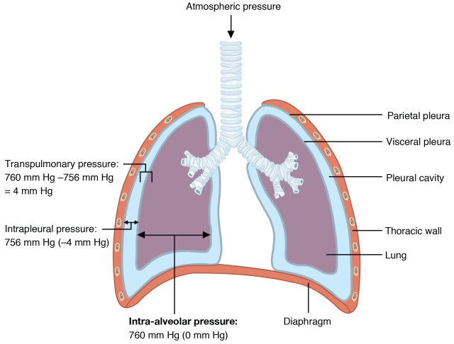 2315_Intrapulmonary_and_Intrapleural_Pressure