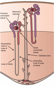 Kidney_Nephron
