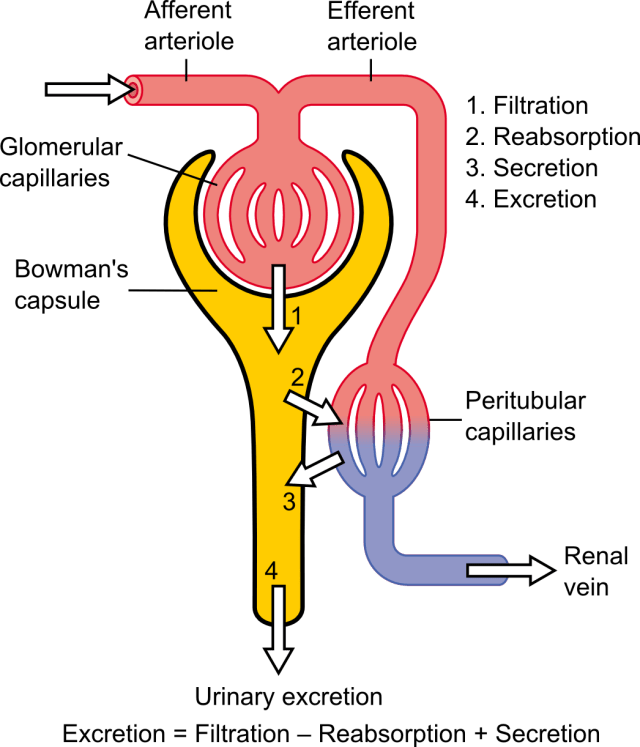 Physiology_of_Nephron